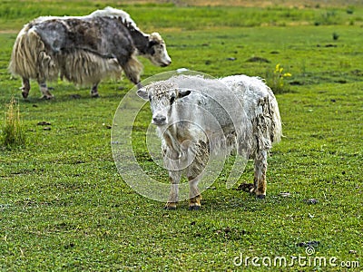 Yak calf grazing on a pasture Stock Photo