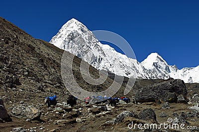 Yak caravan comming from Everest Base Camp and snow covered Pumo Ri Stock Photo