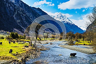 Yak in Creek Stock Photo