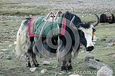 Yak graze in the valley near Mounting Kailas Stock Photo