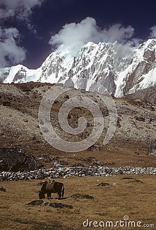 Yak grazing Chyungma Pass Stock Photo