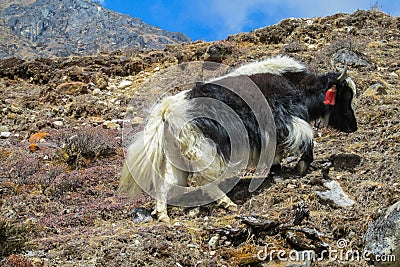 Yak, grunting ox in Himalaya mountains Stock Photo