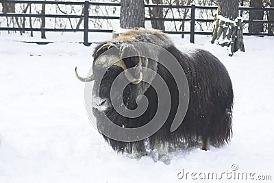 Yak on the snow Stock Photo