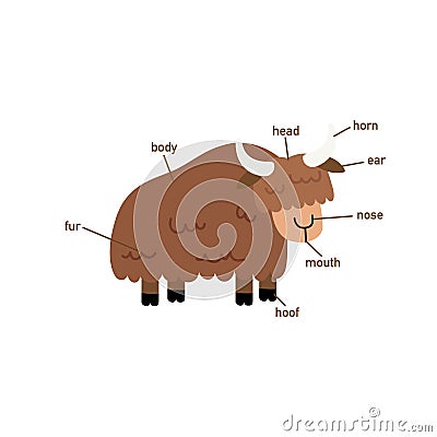 Yak vocabulary part of body.vector Vector Illustration