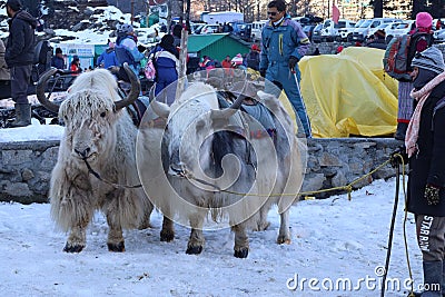 Yak waiting for ride at Solang valley himachal prasesh Editorial Stock Photo