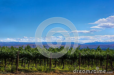 Yakima Valley Vineyard Stock Photo