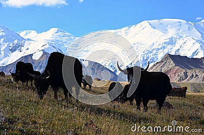 Yaks in front of Lenin Peak Stock Photo