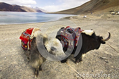 Yaks in front of Pangong Lake Stock Photo