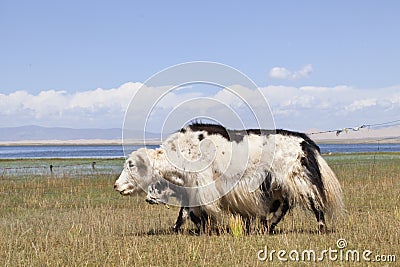 Yaks at the grassland near Qinghai Lake, China Stock Photo