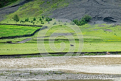 Yaks graze at the river dam in the grassland of Xinduqiao in Western Sichuan Stock Photo