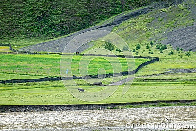 Yaks graze at the river dam in the grassland of Xinduqiao in Western Sichuan Stock Photo