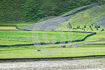 Yaks graze at the river dam in the grassland of Xinduqiao in Western Sichuan Stock Photo