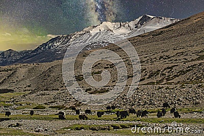 Yaks grazing in Himalayas. Ladakh Stock Photo