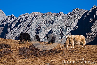 Yaks grazing in the mountains Stock Photo