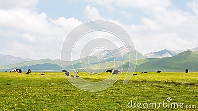 The yaks in the highland meadows. Stock Photo