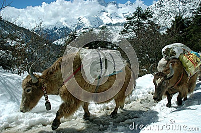 Yaks in the Himalaya Stock Photo