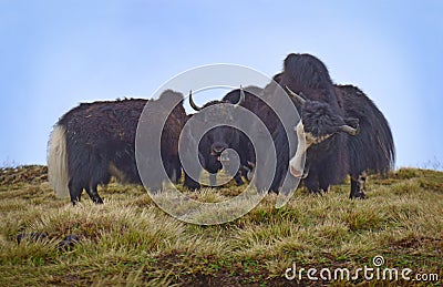 Yaks in Himalayan mountains. Nepal, Annapurna Stock Photo