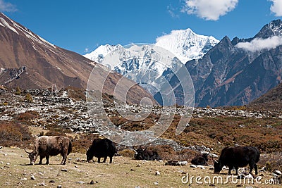 Yaks in Langtang Valley, Langtang National Park, Rasuwa Dsitrict, Nepal Stock Photo