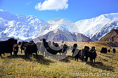 Yaks at Lenin Peak basecamp Stock Photo