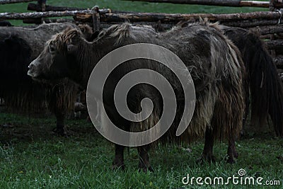 Herd of yaks in the lonely steppe, Khuvsgul, Mongolia. Stock Photo