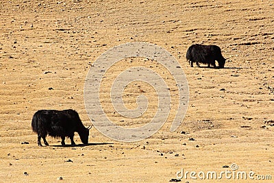 Yaks in Mongolia Stock Photo