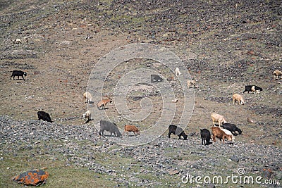 Yaks in mountains next to Pamir highway in Tajikistan Stock Photo