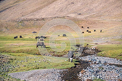 Yaks in mountains next to Pamir highway in Tajikistan Stock Photo