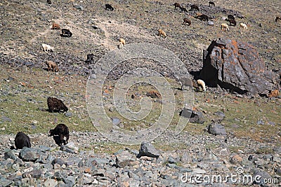 Yaks in mountains next to Pamir highway in Tajikistan Stock Photo