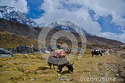Yaks in Nepal Stock Photo