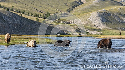 Yaks in River Mongolia Stock Photo