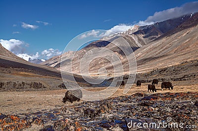 Yaks in Tajikistan Stock Photo