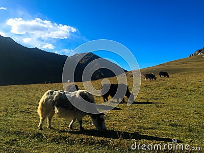 The Yaks in Tibet Stock Photo