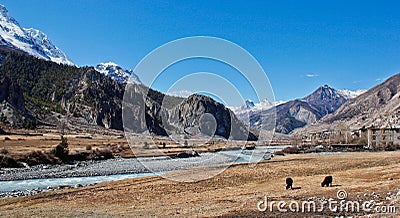 Yaks in valley in Himalaya Stock Photo