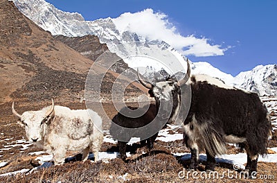 Yaks on the way to Everest base camp and mount Lhotse Stock Photo