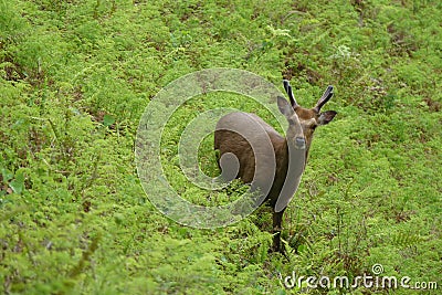 The Yakushima deer Stock Photo