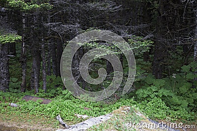 Yakutat Alaska Tongass National Forest Stock Photo