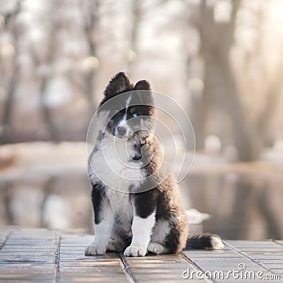 Yakutian Laika puppy outdoor Stock Photo