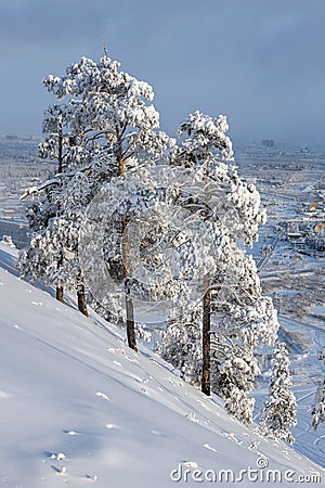 On a beautiful cold winter day over Yakutsk city. Snow-covered pines on the hillside Stock Photo