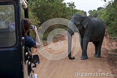 Yala National Park in southern Sri Lanka. Editorial Stock Photo