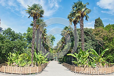 Tropic palms in the Nikitsky Botanical Garden in Yalta Stock Photo