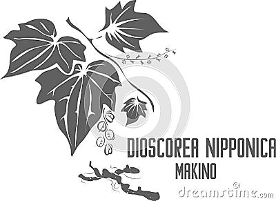 Dioscorea nipponica Makino root silhouette vector illustration Vector Illustration