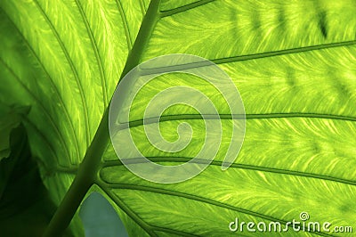 Yam leaf Stock Photo