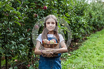 yang girl with basket full of ripe apples in a garden or farm near trees Stock Photo
