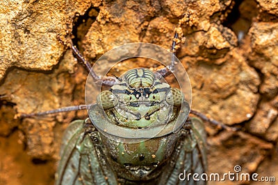 Yanga heathi, Cicada Tsingy de Bemaraha, Madagascar wildlife Stock Photo