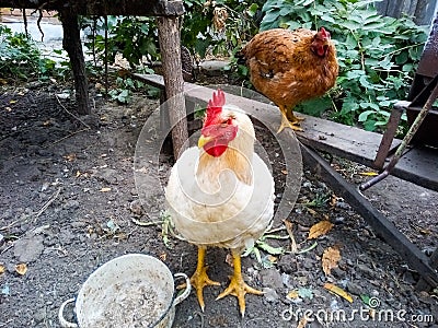 In the yard, large tame chickens come close Stock Photo