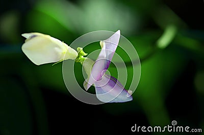 Yard Long Bean Blossom, Side View Stock Photo