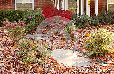 Yard of pretty house that needs yardwork - fall leaves in flowers and on sidewalk Stock Photo