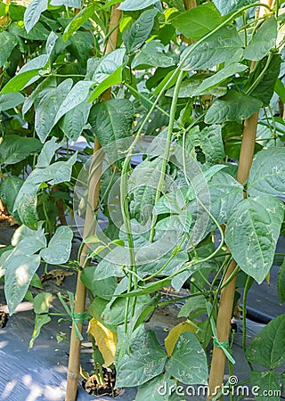 Yardlong bean plantation Stock Photo