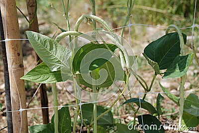 Yardlong Beans on Vine Stock Photo