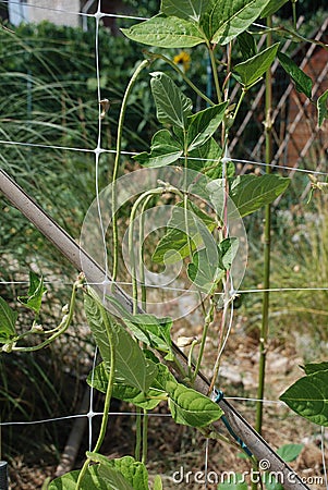 Yardlong Beans on Vine Stock Photo